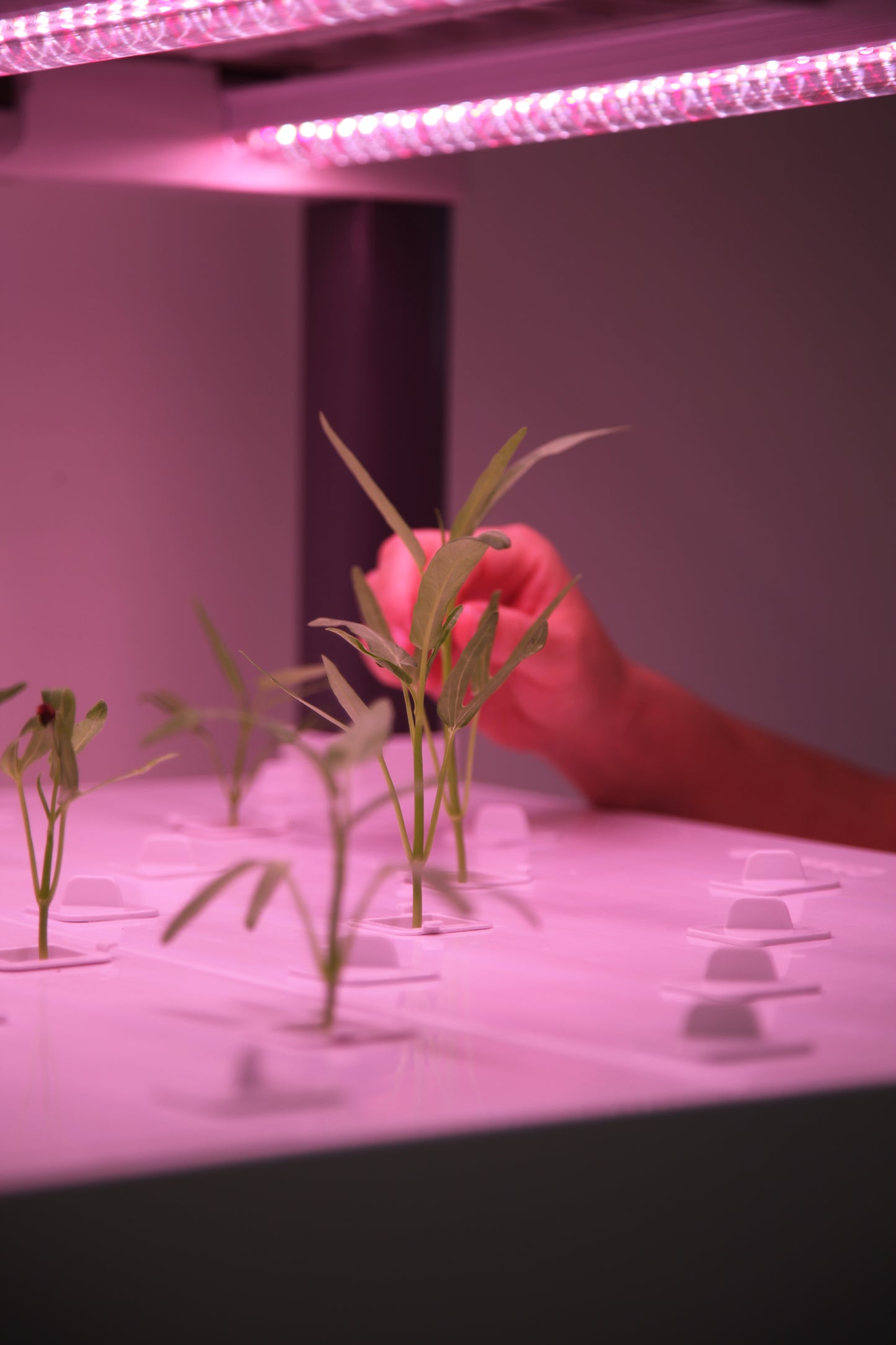 CheerBio Plant Block 5 Layers