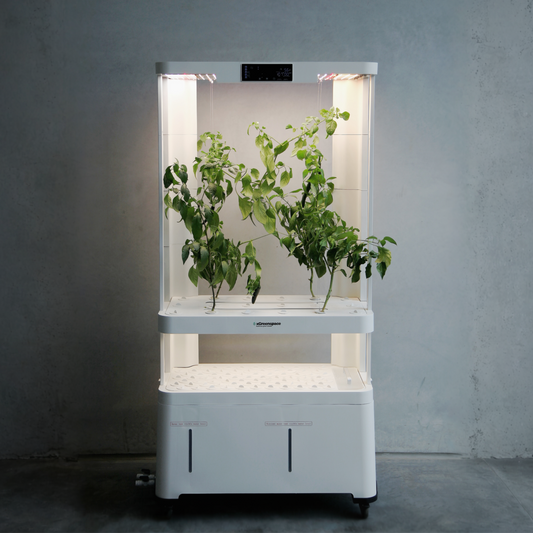 Hydroponic system Hypro Planter H5B