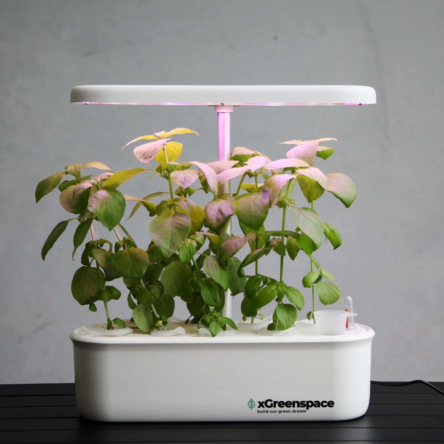 xGreenspace HyperBlock 12pc S12A