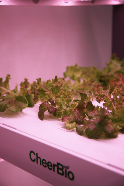CheerBio Plant Block 5 Layers