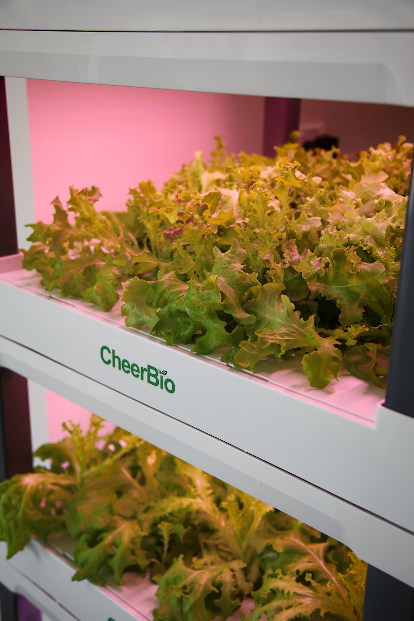 CheerBio Plant Block 5 Layers