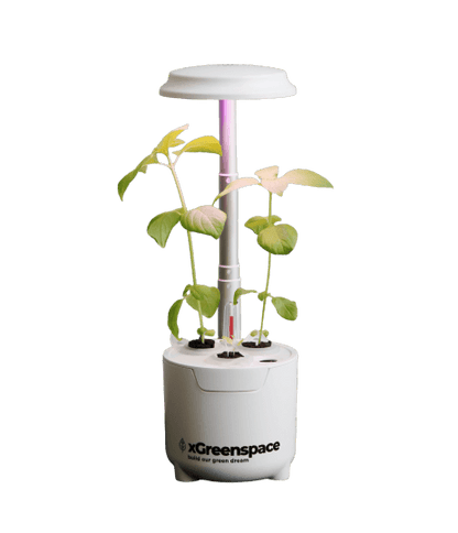 xGreenspace MiniBlock 3pc Y03B hydroponic system with LED light and growing plants in compact design.